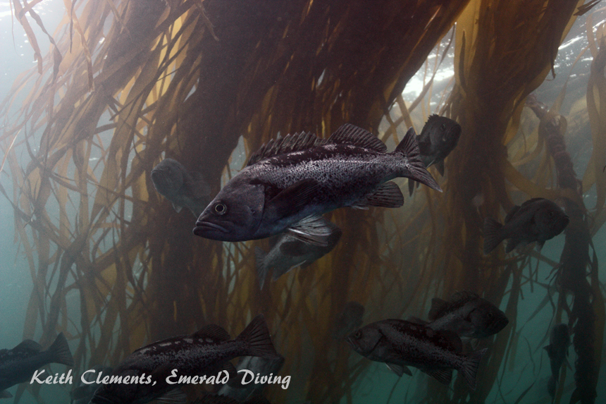 Black Rockfish, Hunt Rock BC