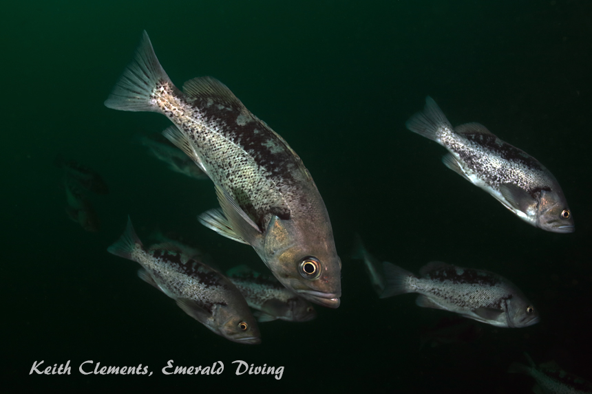 Black Rockfish, Hussar Point, Browning Pass BC