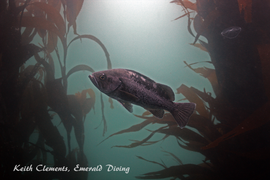 Black Rockfish, Cape Flattery WA
