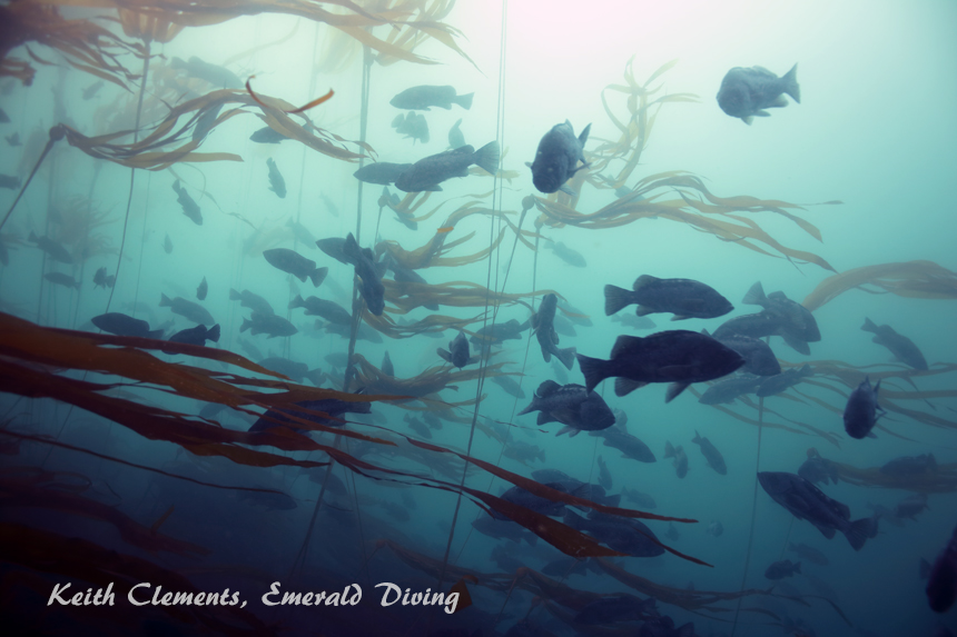 Black Rockfish, Slant Rock, Cape Flattery WA