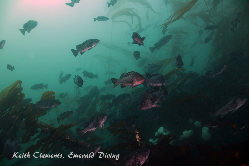 Black Rockfish, Slant Rock, Cape Flattery WA