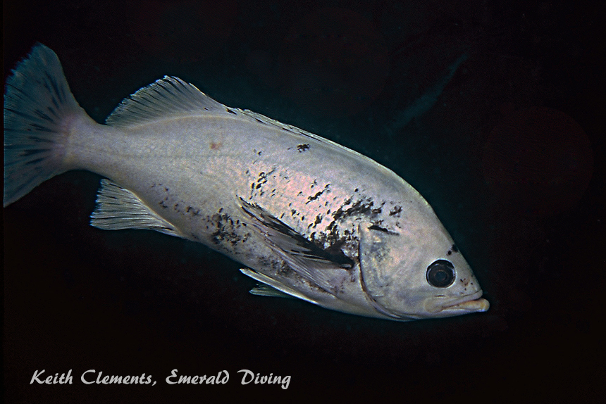 Deacon Rockfish, Hunt Rock BC