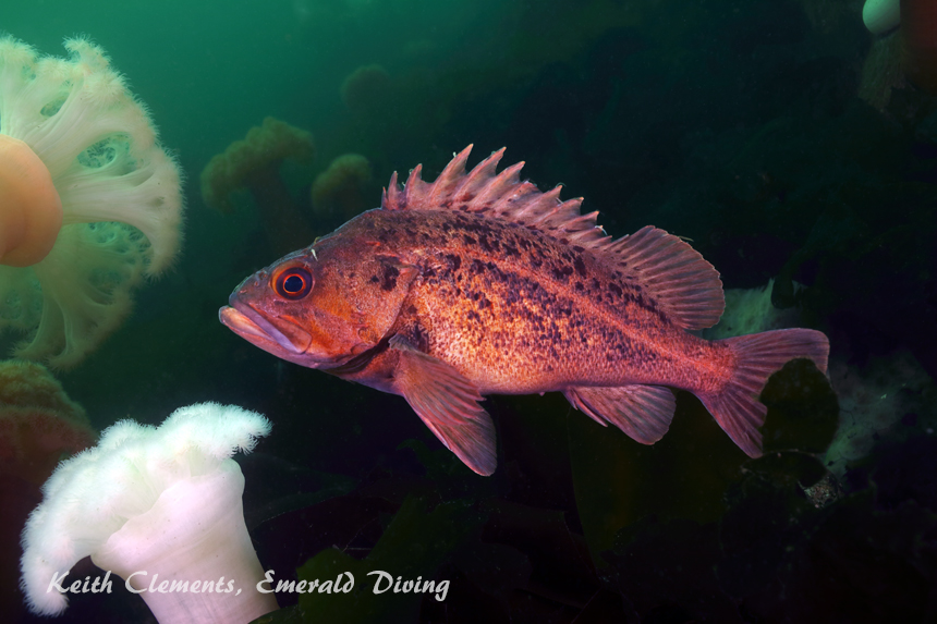Brown Rockfish, KVI Tower Reef, Puget Sound WA