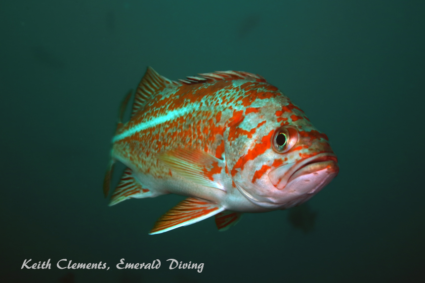 Canary Rockfish, Slant Rock, Cape Flattery WA