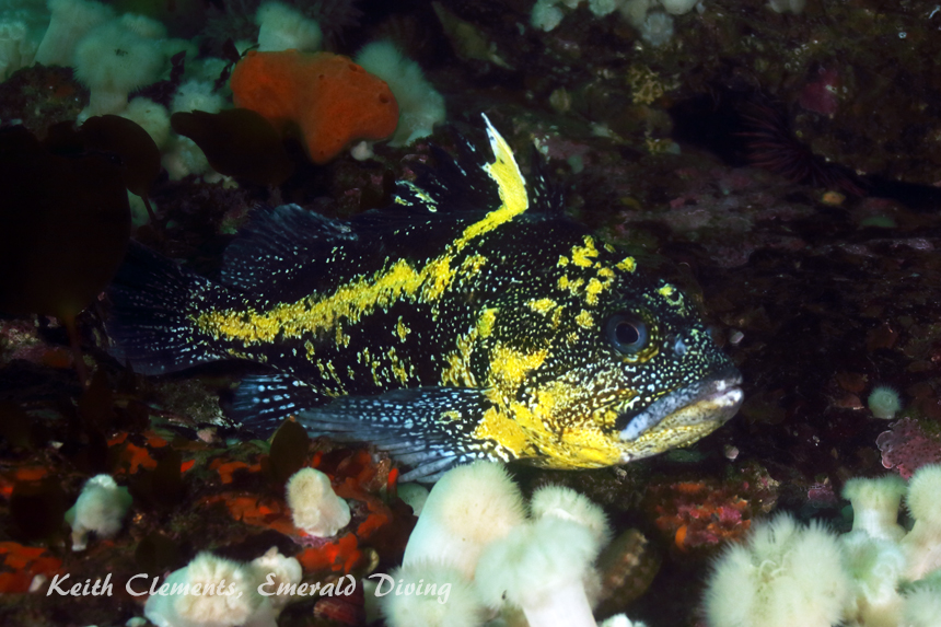 China Rockfish, Hunt Rock BC