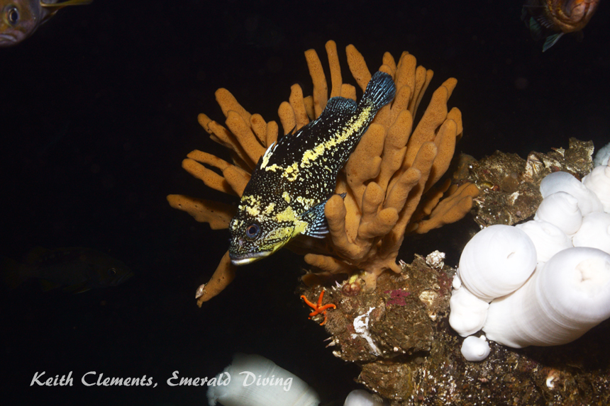 China Rockfish, Ruth's Rocks, Browning Pass BC
