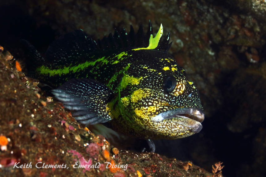 China Rockfish, Slant Rock, Cape Flattery WA
