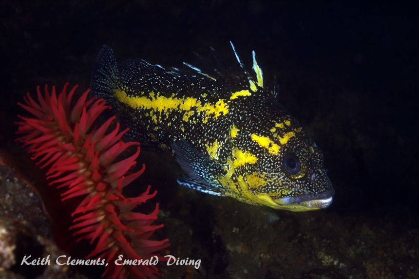China Rockfish, Tiger Ridge, Cape Flattery WA