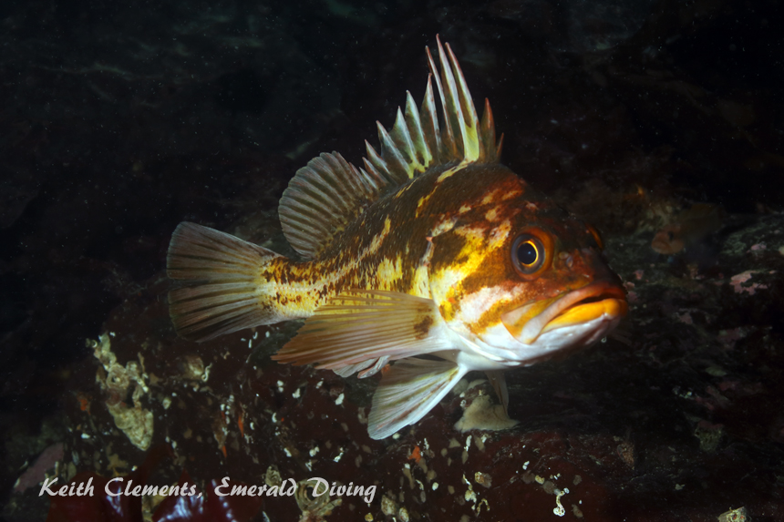 Copper Rockfish, Dabob Seamount, Hood Canal WA