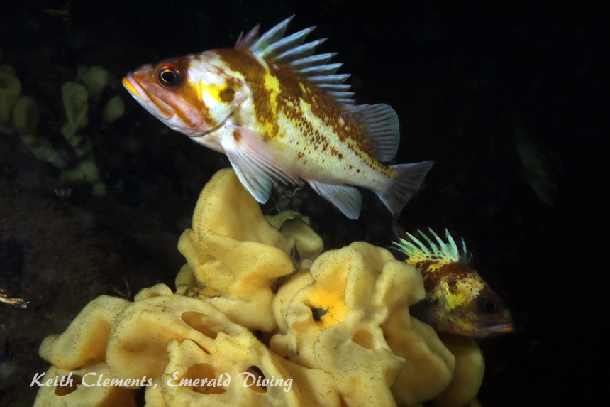 Copper Rockfish, Flagpole, Hood Canal WA