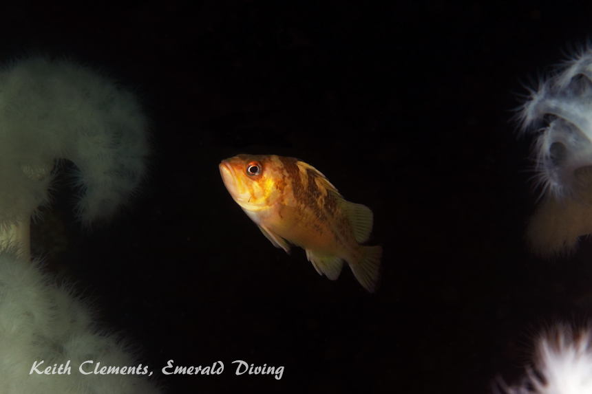 Copper Rockfish, KVI Tower Reef, Puget Sound WA