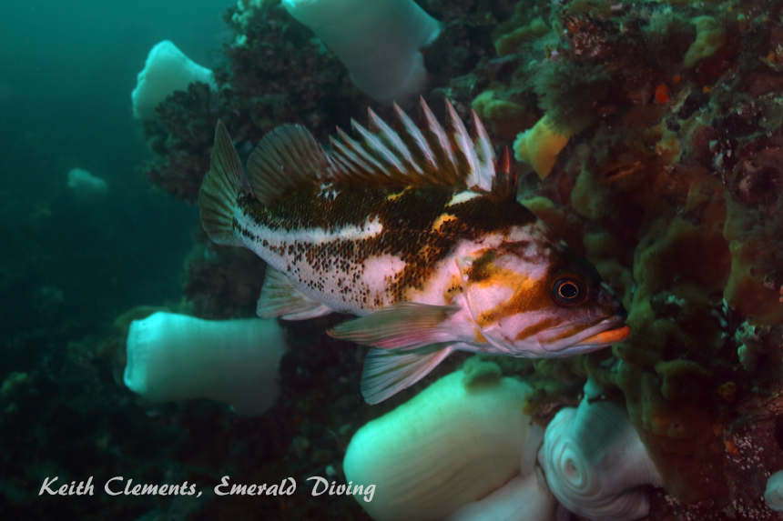 Copper Rockfish, Waadah Island, Cape Flattery WA