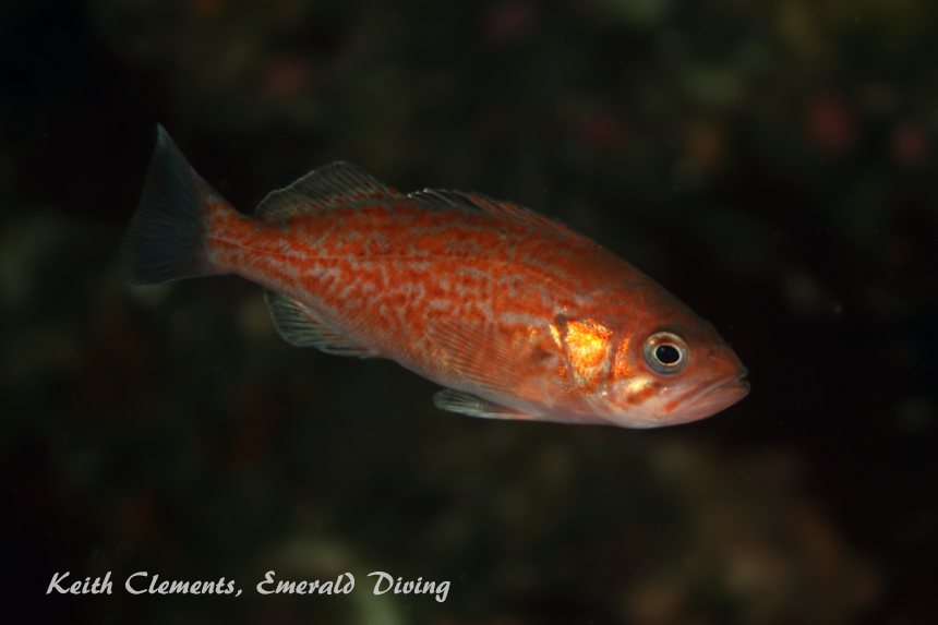 Deacon Rockfish, Duncan Rock (young of the year), Cape Flattery WA
