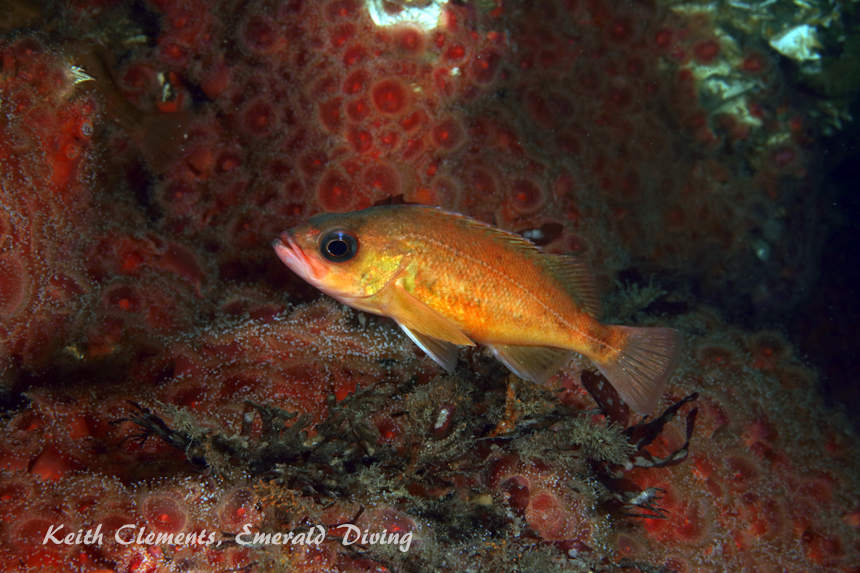 Puget Sound Rockfish, Long Island, San Juan Islands WA