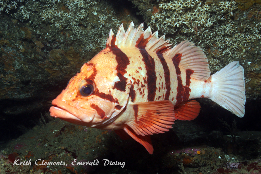 Tiger Rockfish, Cape Flattery WA