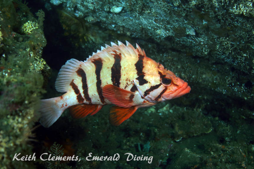 Tiger Rockfish, Waadah Island, Cape Flattery WA