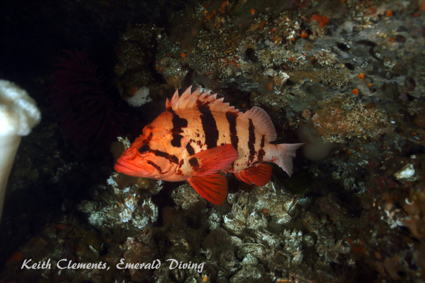 Tiger Rockfish, Waadah Island, Cape Flattery WA