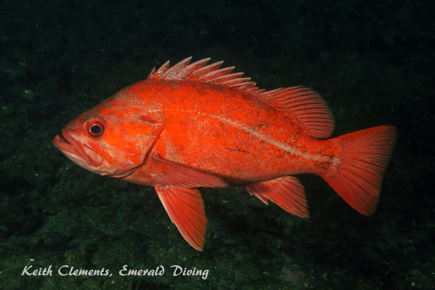 Vermilion Rockfish, Dabob Seamount, Hood Canal WA