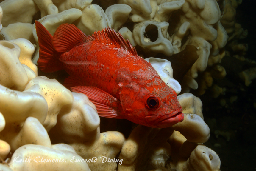 Vermilion Rockfish, Flagpole, Hood Canal WA