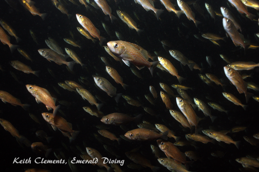 Widow Rockfish, Browning Wall, Browning Pass BC