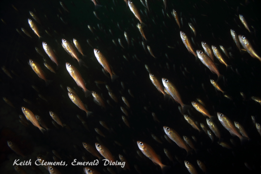 Young of the Year Rockfish, Seven Tree Island, Browning Pass BC