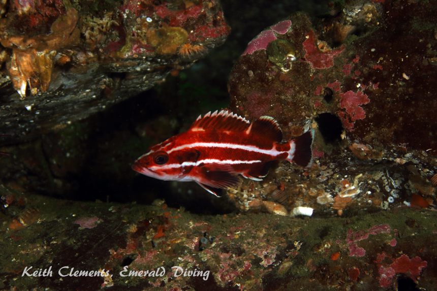 Yelloweye Rockfish, Third Beach Pinnacle, Cape Flattery WA