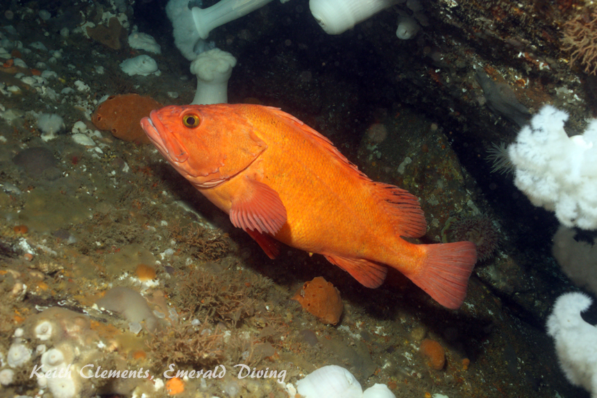 Yelloweye Rockfish, Hunt Rock BC
