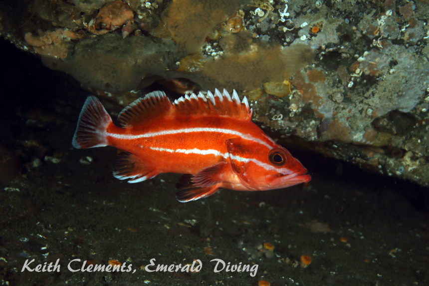 Yelloweye Rockfish, Slant Rock, Cape Flattery WA