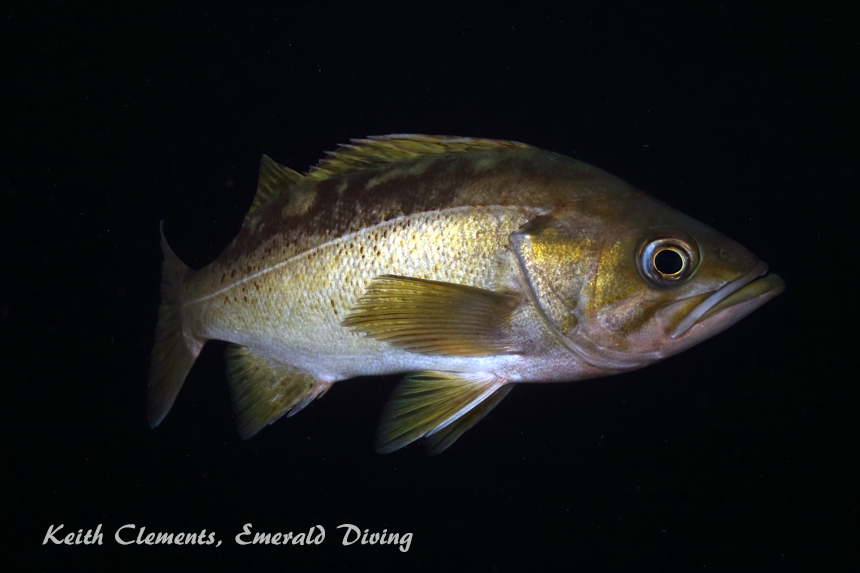 Yellowtail Rockfish, Flagpole, Hood Canal WA