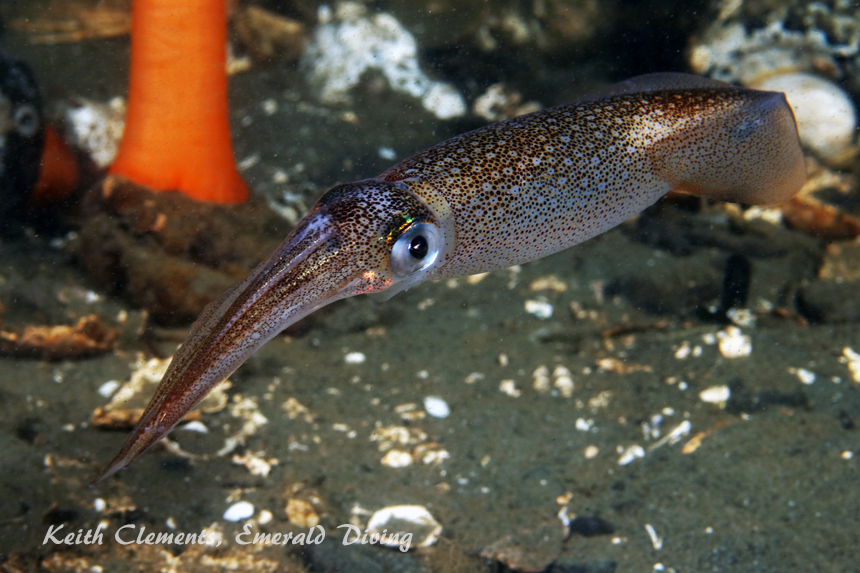 Opalescent Squid, Redondo Beach, Puget Sound WA