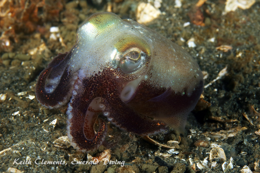 Stubby Squid, Three Tree Point, Puget Sound WA