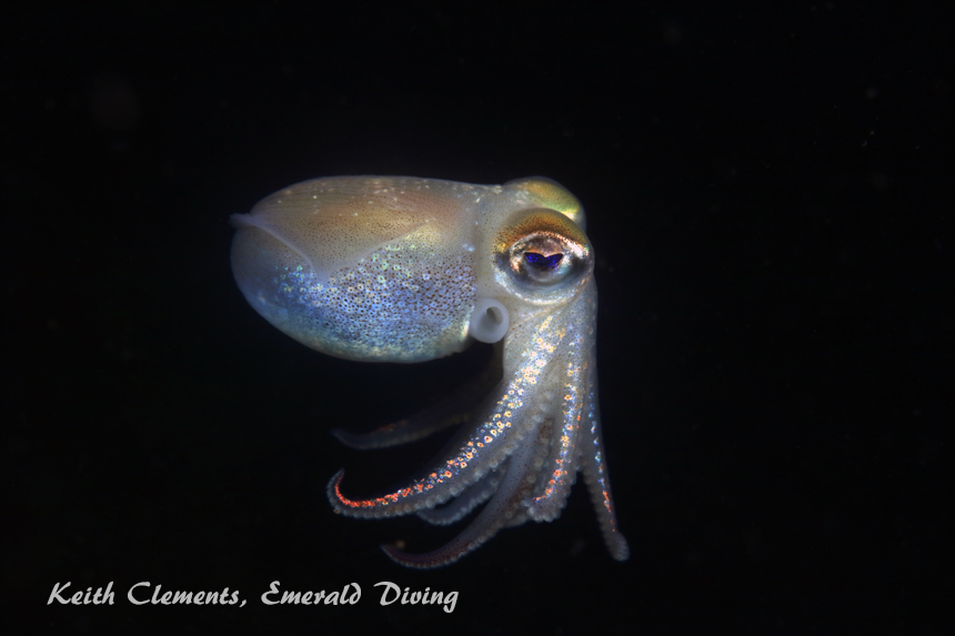 Stubby Squid, Three Tree Point, Puget Sound WA