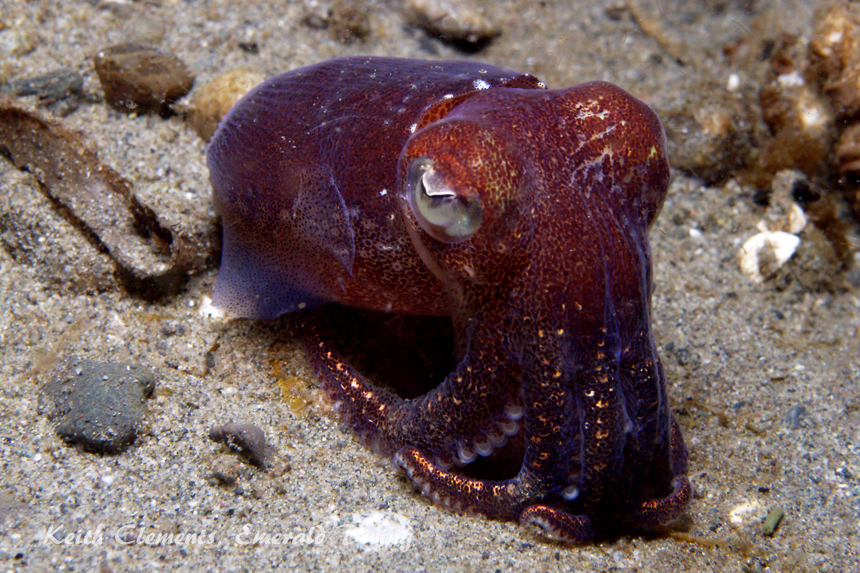 Stubby Squid, Three Tree Point, Puget Sound WA