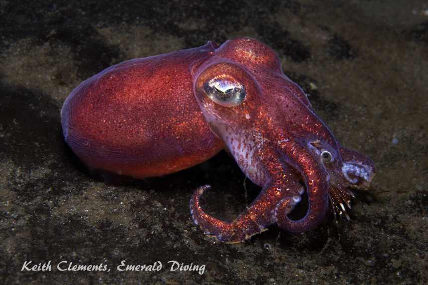 Stubby Squid, Three Tree Point, Puget Sound WA