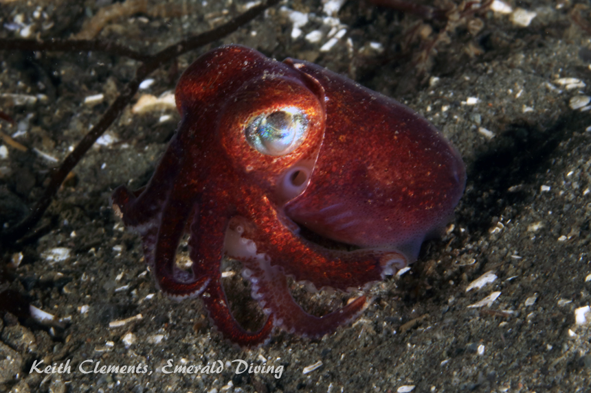 Stubby Squid, Redondo Beach, Puget Sound WA