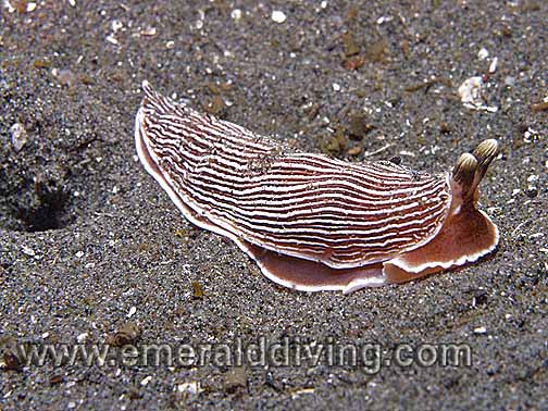 Striped Nudibranch